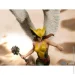   Iron Studio  DC COMICS Hawkgirl deluxe art scale 1/10 (ĳ-) (DCCDCG39220-10)