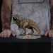  Iron Studio Գ JURASSIC PARK T-Rex Regular (  ) 14,8  (UNIVJP97923-MC)