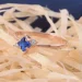Jewellery Continent        15.5 (2246434512)