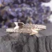 Jewellery Continent       15 (2248290970)