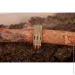 ʳ Jewellery Continent      (1625457731)