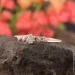 Jewellery Continent       (1628060592)
