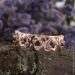 Jewellery Continent       (1633025456)