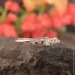 ʳ Jewellery Continent     17 (2246329717)