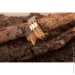 ʳ Jewellery Continent      17 (2246445491)