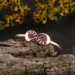 Jewellery Continent        17 (2249227210)