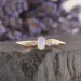 Jewellery Continent        19.5 (2246280003)
