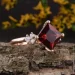 Jewellery Continent       19.5 (2249377856)