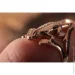 Jewellery Continent       19 (2246333053)