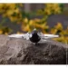 Jewellery Continent        19 (2248302221)