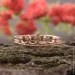 Jewellery Continent    21.5 (2248220657)