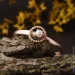 Jewellery Continent        21.5 (2249404664)