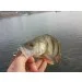   Keitech Custom Leech 3" 102C Watermelon PP (1551.06.40)