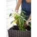     Keter Easy grow  (17194592521)