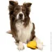    Kiwi Walker   8.5   (8596075000110) (LTX-011)