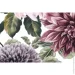   La Nuit   Exclusive Chrysanthemum 45x45  
