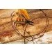 Leatherman Rebar Coyote Standard    (832406)