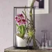  Lechuza   ORCHIDEA  1  (13960)