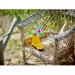  LEGO Creator    (31149)