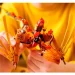  LEGO NINJAGO     (71814)