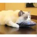 Lifeflux      3D  CatNip   ' 30  (2480-2019)
