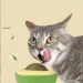 Lifeflux  '     CatNip (2064-2019)