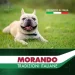   Morando   Tradizioni        ,    12 