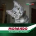  Morando     Tradizioni      400 