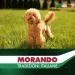   Morando   Tradizioni Mini         1,5 