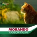   Morando       Tradizioni Sterilized        8