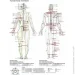 Movit     130 x 50    (M-10083523)