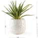   MVM   DH-FLOWERS-13 GREEN/BEIGE