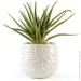   MVM   DH-FLOWERS-13 GREEN/BEIGE