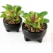  MVM   DH-FLOWERS-14 M GREEN/BLACK