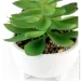   MVM   DH-FLOWERS-14 M GREEN/WHITE