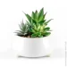   MVM  DH-FLOWERS-16 GREEN/WHITE