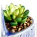   MVM   DH-FLOWERS-20 GREEN/BLUE "