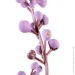   MVM   DH-FLOWERS-21 PURPLE/GREEN