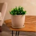 Nana Ceramics         1  (482)