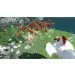  Nintendo Switch Hyrule Warriors: Definitive Edition