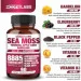 Специальная добавка Nootrilabs Naturals Премиальная мощная смесь для поддержки иммунной системы Sea Moss 90 капсул Специальная добавка Nootrilabs Naturals Премиальная мощная смесь для поддержки иммунной системы Sea Moss 90 капсул