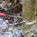 Nordic   -  (NPS11003)