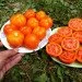 Ogorod    10 