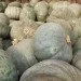Ogorod     10 