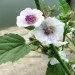 Ogorod    (Althaea officinalis) 300 