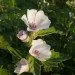 Ogorod    (Althaea officinalis) 300 