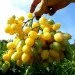 Ogorod   Barry"s Crazy Cherry (  ) 10 