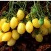 Ogorod   Barry"s Crazy Cherry (  ) 10 