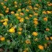 Ogorod    (Calendula officinalis) 1 