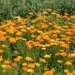 Ogorod    (Calendula officinalis) 1 